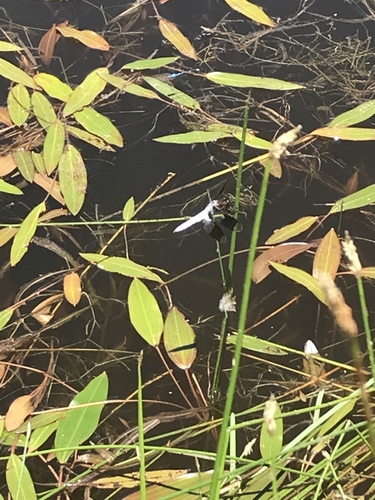 iNaturalist observation photo of Common Whitetail