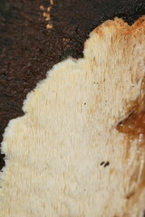 Dentipellicula leptodon