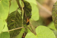 Sephina vinula