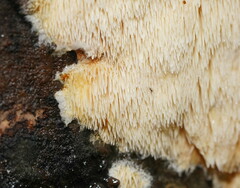Dentipellicula leptodon