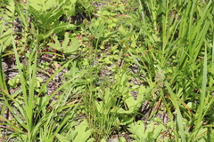 Carex crawfordii
