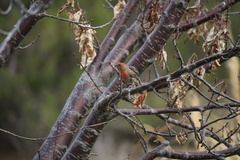 Haemorhous mexicanus