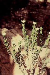 Pimelea petrophila