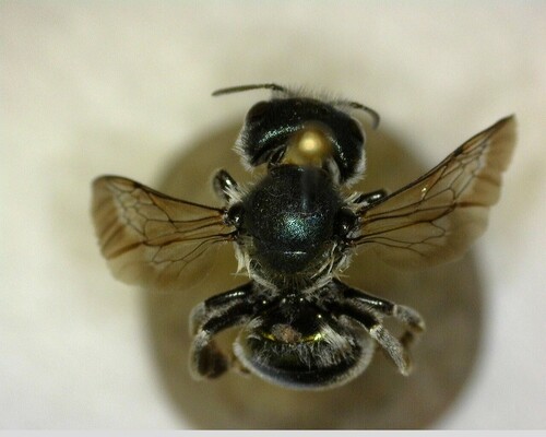 iNaturalist observation photo of Mason Bees