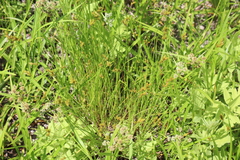 Carex crawfordii
