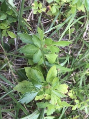 Rhus aromatica aromatica