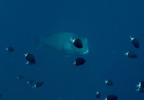 Bolbometopon muricatum observed 2019-10-20