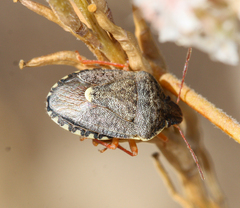 Holcostethus abbreviatus