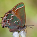 Hairstreaks - Photo (c) Samuel Brinker, some rights reserved (CC BY-NC), uploaded by Samuel Brinker