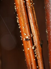 Lachnum pteridophyllum