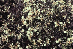 Spyridium phlebophyllum