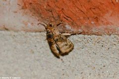 Ecdytolopha mana