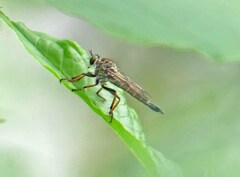 Machimus novaescotiae