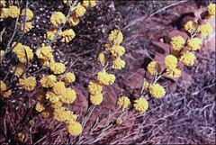 Acacia continua