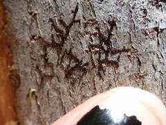 Frullania bolanderi