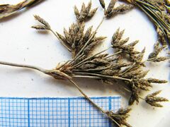 Scirpus orientalis