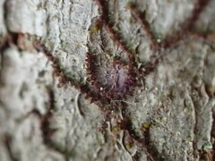 Frullania bolanderi