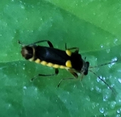 Trypherus frisoni