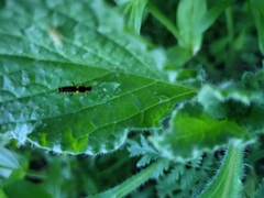 Trypherus frisoni