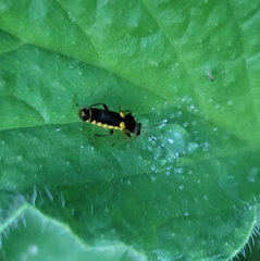 Trypherus frisoni