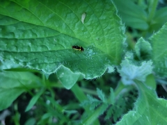 Trypherus frisoni