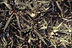 Myoporum montanum
