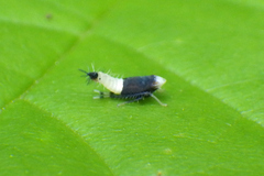 Scaphoideus incisus