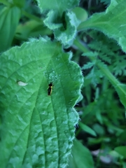 Trypherus frisoni