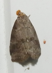 Hyperstrotia pervertens