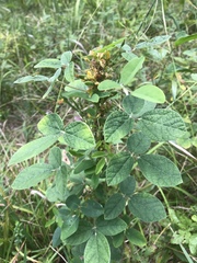 Rhynchosia tomentosa