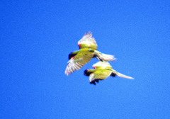 Rhynchopsitta terrisi