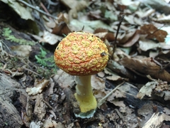 Amanita erythrocephala