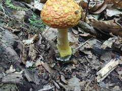 Amanita erythrocephala