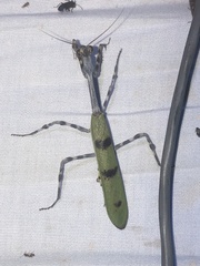 Pseudovates arizonae