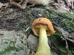 Amanita erythrocephala