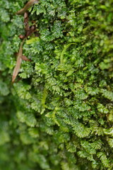 Hymenophyton flabellatum