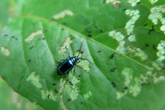 Altica cyanea