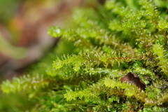 Ptychomnion aciculare