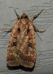 Eueretagrotis attentus