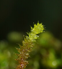 Ptychomnion aciculare