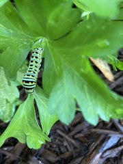 Papilio polyxenes