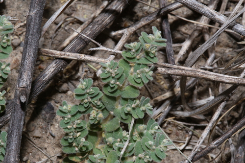 Image of Euphorbia laredana by (c) Reid Hardin, some rights reserved (CC BY)