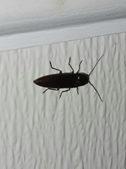 Hemicrepidius nemnonius