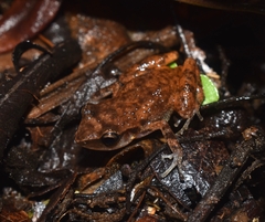 Eleutherodactylus cystignathoides