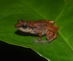 Eleutherodactylus cystignathoides