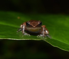Eleutherodactylus cystignathoides