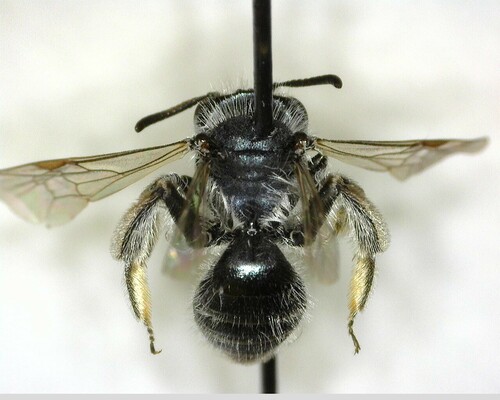iNaturalist observation photo of Mining Bees