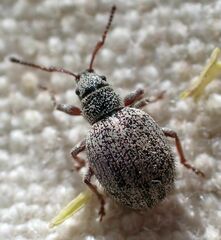 Thricolepis inornata
