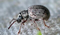 Thricolepis inornata