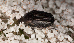 Oxythyrea funesta